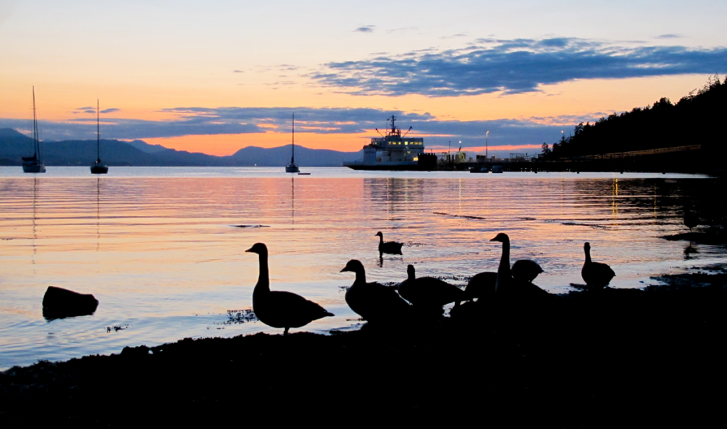 sunset-geese