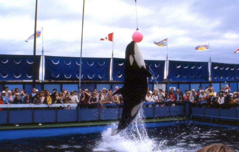 McNeill Life Stories Sealand of the Pacific Death in the Whale Pool