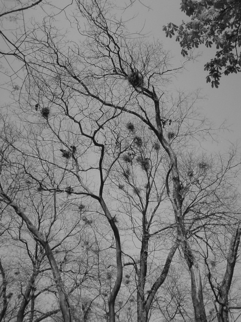 Crows Nests