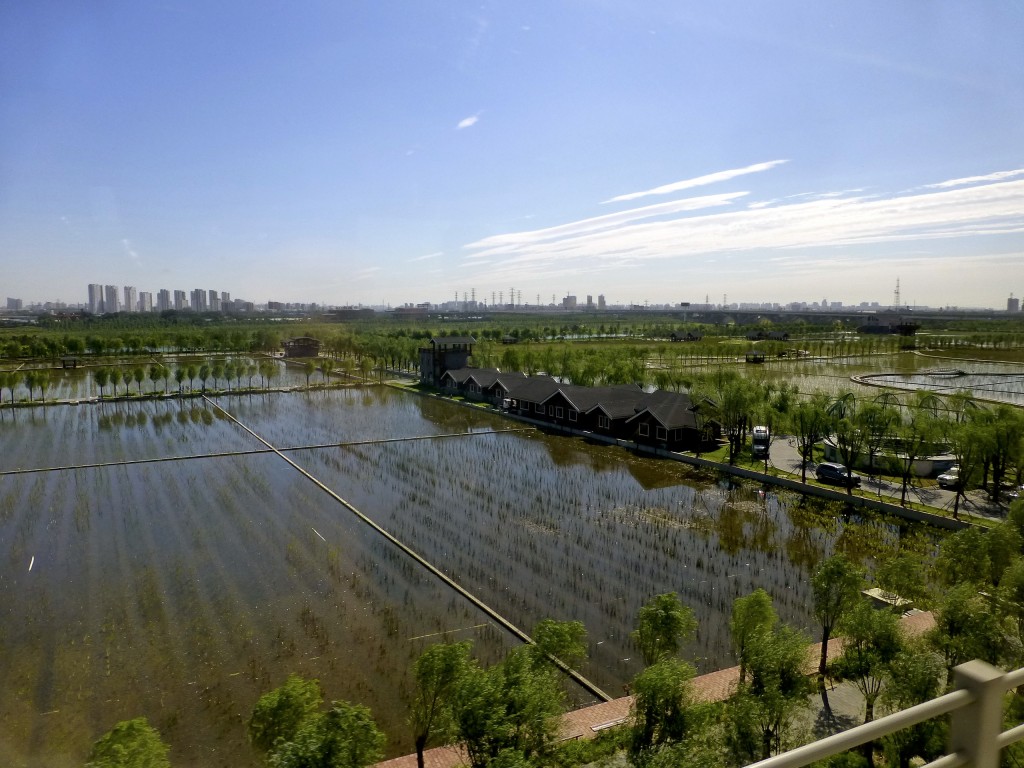 Rice Paddies in China